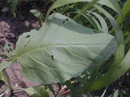 Attēlu rezultāti vaicājumam “Sinapis arvensis leaf”