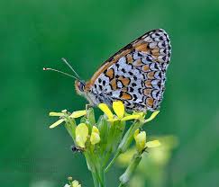 Attēlu rezultāti vaicājumam “Melitaea phoebe”