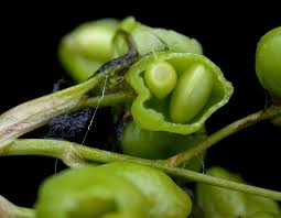 Attēlu rezultāti vaicājumam “Scheuchzeria palustris fruit”