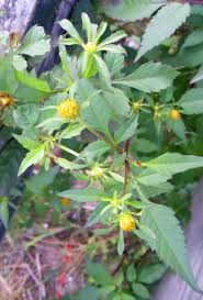 Attēlu rezultāti vaicājumam “Bidens tripartita flower”