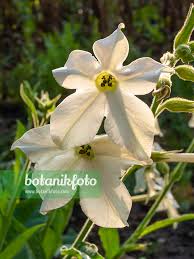 Image result for Nicotiana x sanderae