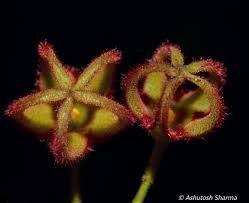 Attēlu rezultāti vaicājumam “Cribraria rubiginosa”