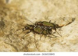 Attēlu rezultāti vaicājumam “Cicindela campestris imago”