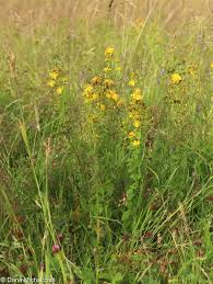 Attēlu rezultāti vaicājumam “Hypericum maculatum leaf”