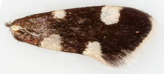 Attēlu rezultāti vaicājumam “Incurvaria praelatella”