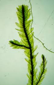 Attēlu rezultāti vaicājumam “Straminergon stramineum”