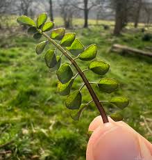 Attēlu rezultāti vaicājumam “Cardamine pratensis leaf”