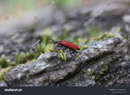 Attēlu rezultāti vaicājumam “Lygistopterus sanguineus”