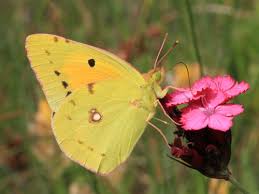 Attēlu rezultāti vaicājumam “Colias croceus underside”