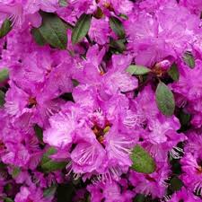 Image result for haaga tehron