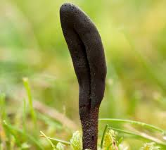 Attēlu rezultāti vaicājumam “Geoglossum sp.”