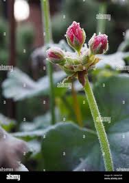 Attēlu rezultāti vaicājumam “Geranium pratense bud”