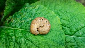 Attēlu rezultāti vaicājumam “Noctua fimbriata larva”