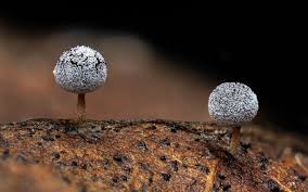 Attēlu rezultāti vaicājumam “Physarum leucophaeum macro”