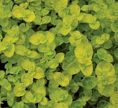 Attēlu rezultāti vaicājumam “Origanum vulgare leaf”