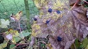 Attēlu rezultāti vaicājumam “Rhytisma acerinum”