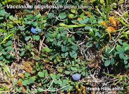 Attēlu rezultāti vaicājumam “Vaccinium uliginosum flower”