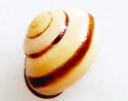 Attēlu rezultāti vaicājumam “Cepaea nemoralis”