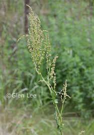 Attēlu rezultāti vaicājumam “Rumex acetosa bud”