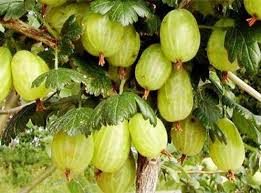 Attēlu rezultāti vaicājumam “Ribes uva-crispa fruit”