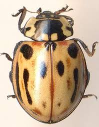 Attēlu rezultāti vaicājumam “Coccinellidae”