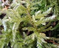 Attēlu rezultāti vaicājumam “Cribraria oregana”