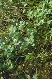 Attēlu rezultāti vaicājumam “Callitriche cophocarpa leaf”