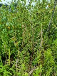 Attēlu rezultāti vaicājumam “Salix rosmarinifolia”