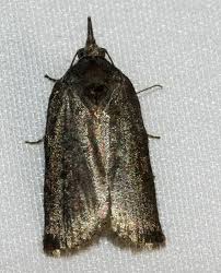 Attēlu rezultāti vaicājumam “Nycteola sp.”