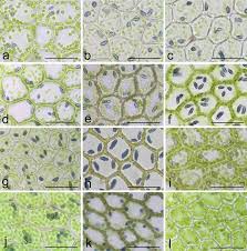 Attēlu rezultāti vaicājumam “Calypogeia”