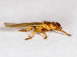 Attēlu rezultāti vaicājumam “Lipoptena cervi”