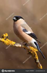 Attēlu rezultāti vaicājumam “Pyrrhula pyrrhula female”