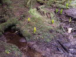 Attēlu rezultāti vaicājumam “Conocephalum”