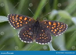 Attēlu rezultāti vaicājumam “Melitaea diamina upperside”