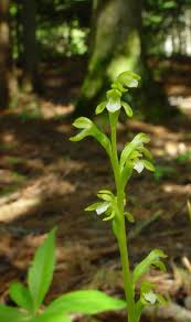 Attēlu rezultāti vaicājumam “Corallorhiza trifida flower”