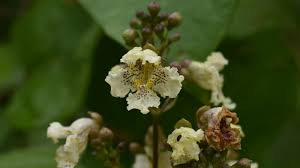 Attēlu rezultāti vaicājumam “Catalpa ovata”