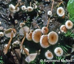 Attēlu rezultāti vaicājumam “Collybia cirrhata”