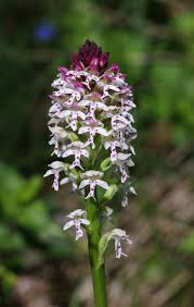 Attēlu rezultāti vaicājumam “Orchis ustulata”