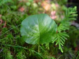 Attēlu rezultāti vaicājumam “Pyrola rotundifolia leaf”