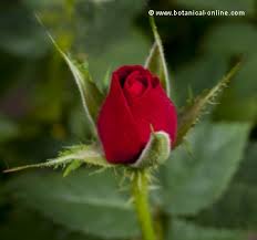 Attēlu rezultāti vaicājumam “Rosaceae”