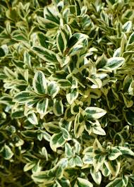 Attēlu rezultāti vaicājumam “Buxus sempervirens”