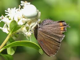Attēlu rezultāti vaicājumam “Satyrium pruni”