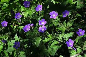 Attēlu rezultāti vaicājumam “Geranium sylvaticum”