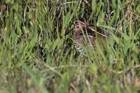 Attēlu rezultāti vaicājumam “Gallinago gallinago nest”