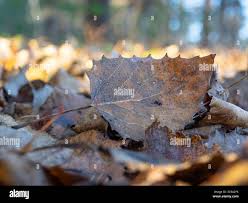 Attēlu rezultāti vaicājumam “Clavulinopsis cinerioides”