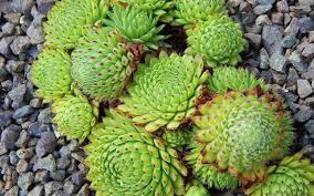 Attēlu rezultāti vaicājumam “Jovibarba globifera bud”