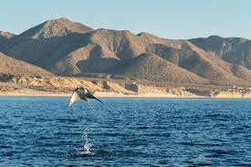 Image result for Mobula munkiana