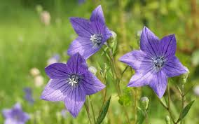 Image result for Campanula affinis