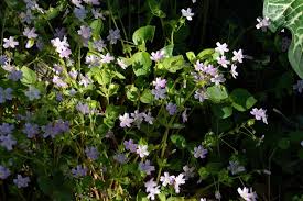 Attēlu rezultāti vaicājumam “Claytonia sibirica”