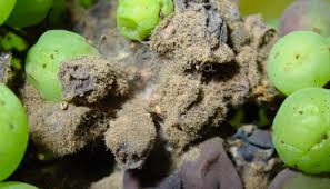 Attēlu rezultāti vaicājumam “Trichia botrytis spores”